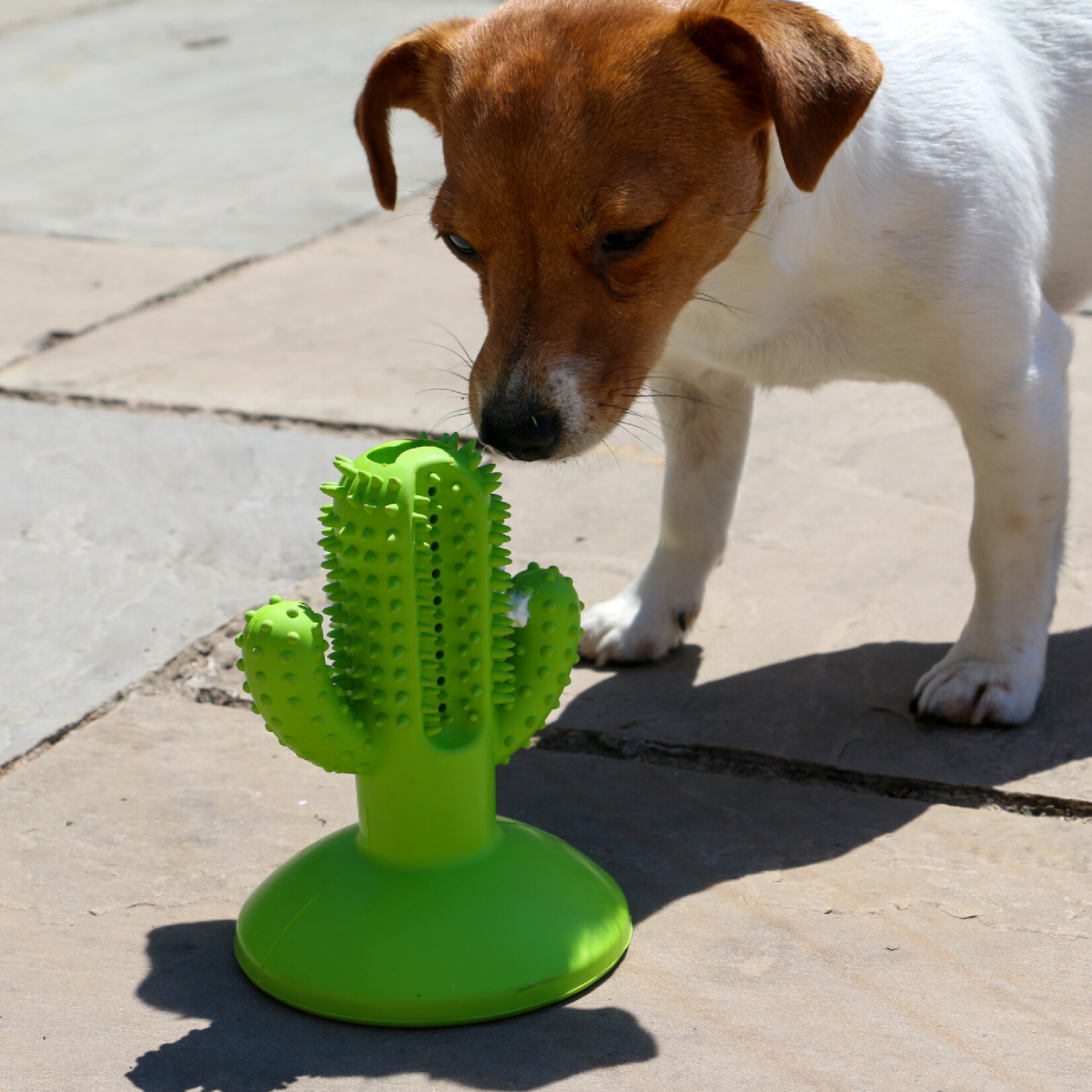 Ancol Jawables Cactus Toothbrush Boredom Buster Dog Toy