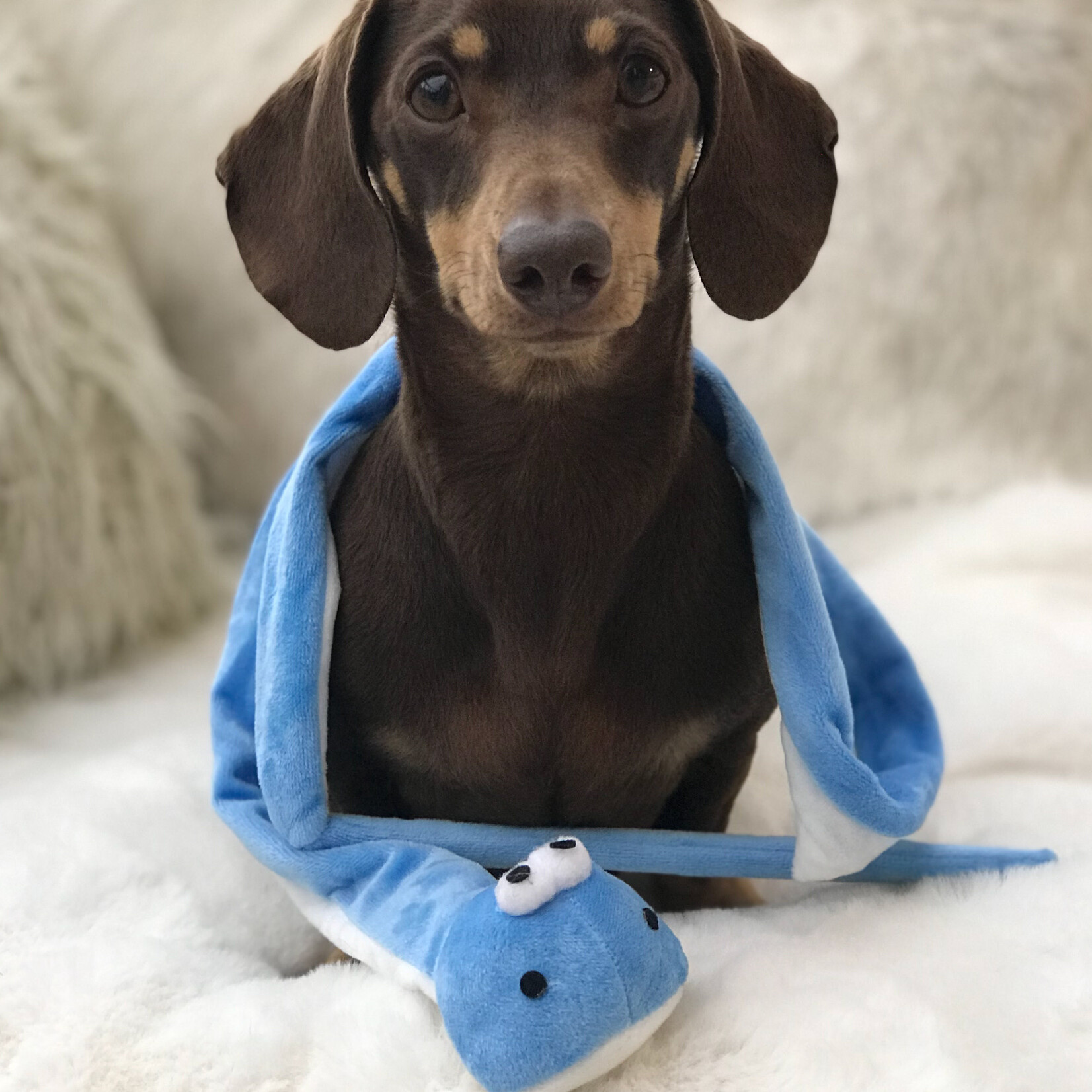 Ancol Small Bite Snake Plush Squeaker Teaser Dog Toy