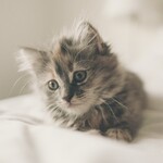 Kitten