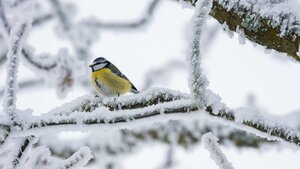How to Help Wild Birds and Animals in the UK During Winter