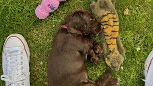 New Puppy