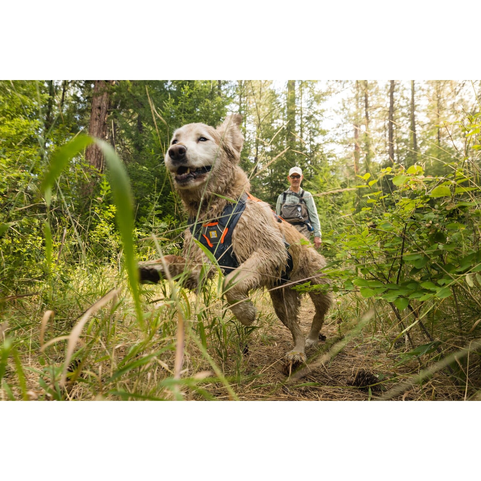 Ruffwear Web Master Dog Harness with Handle, Basalt Gray