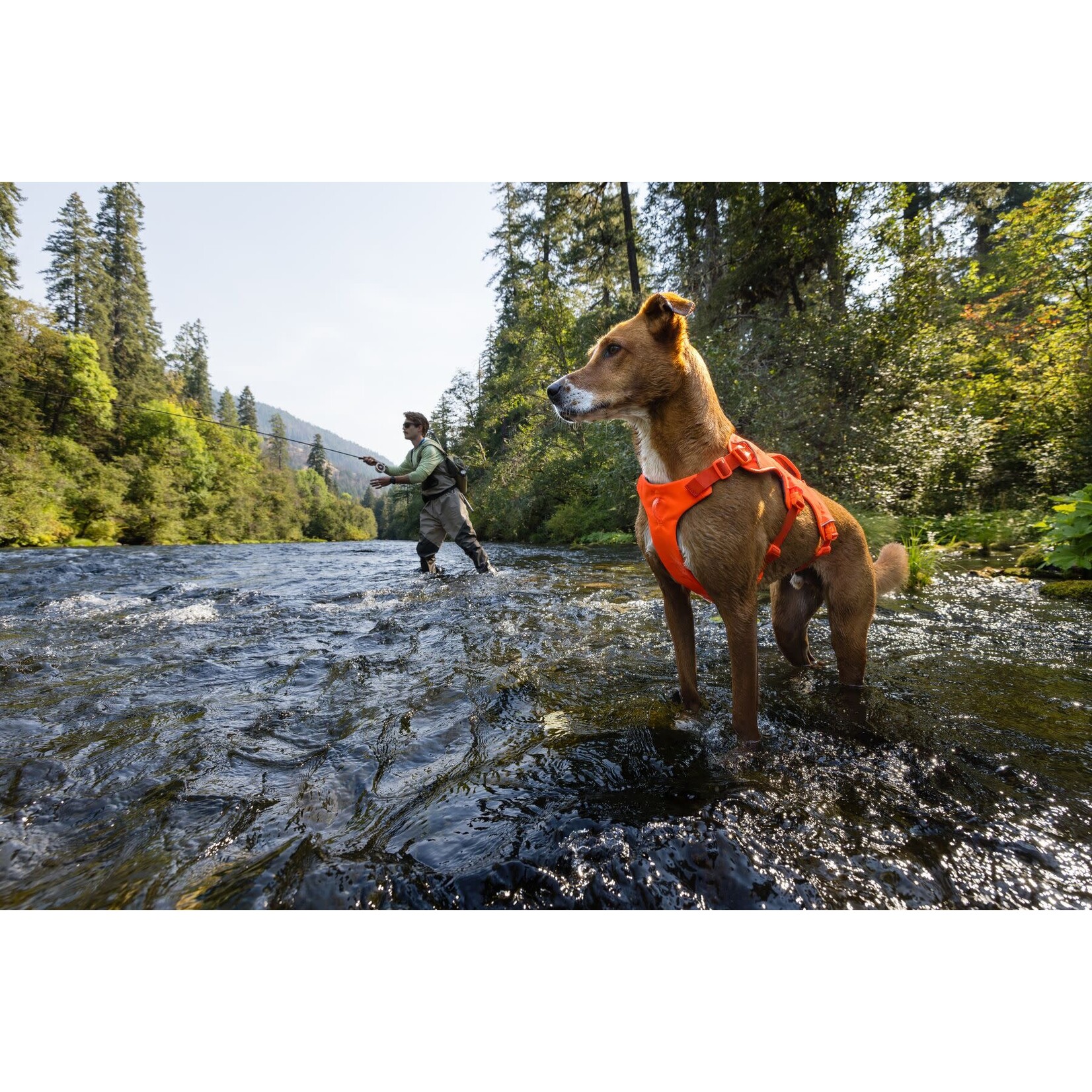 Ruffwear Web Master Dog Harness with Handle, Blaze Orange
