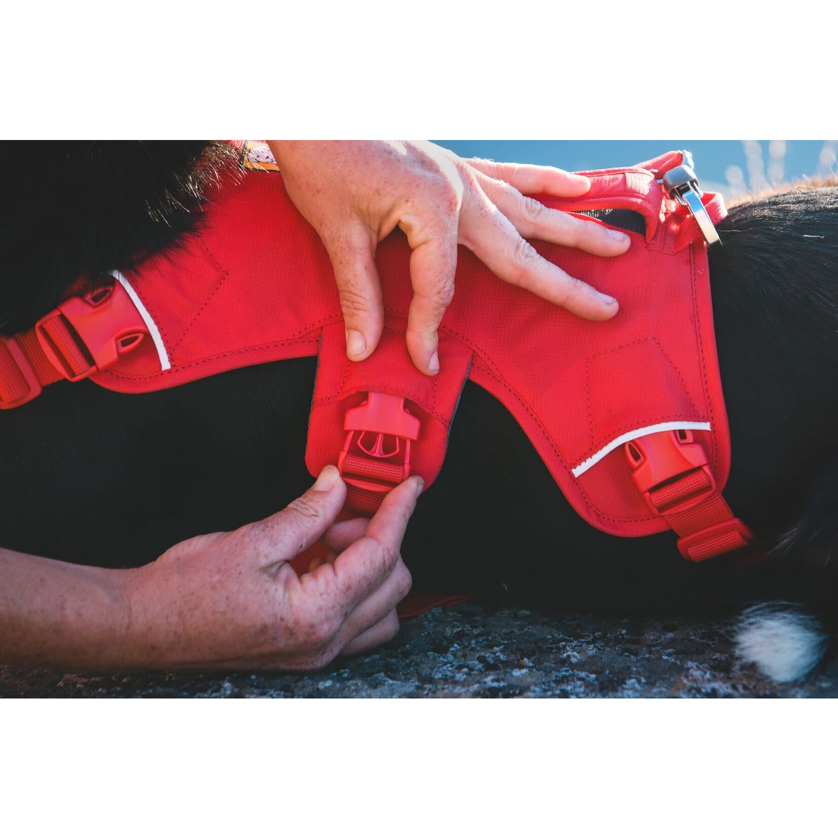 Ruffwear Web Master Dog Harness with Handle, Red Canyon