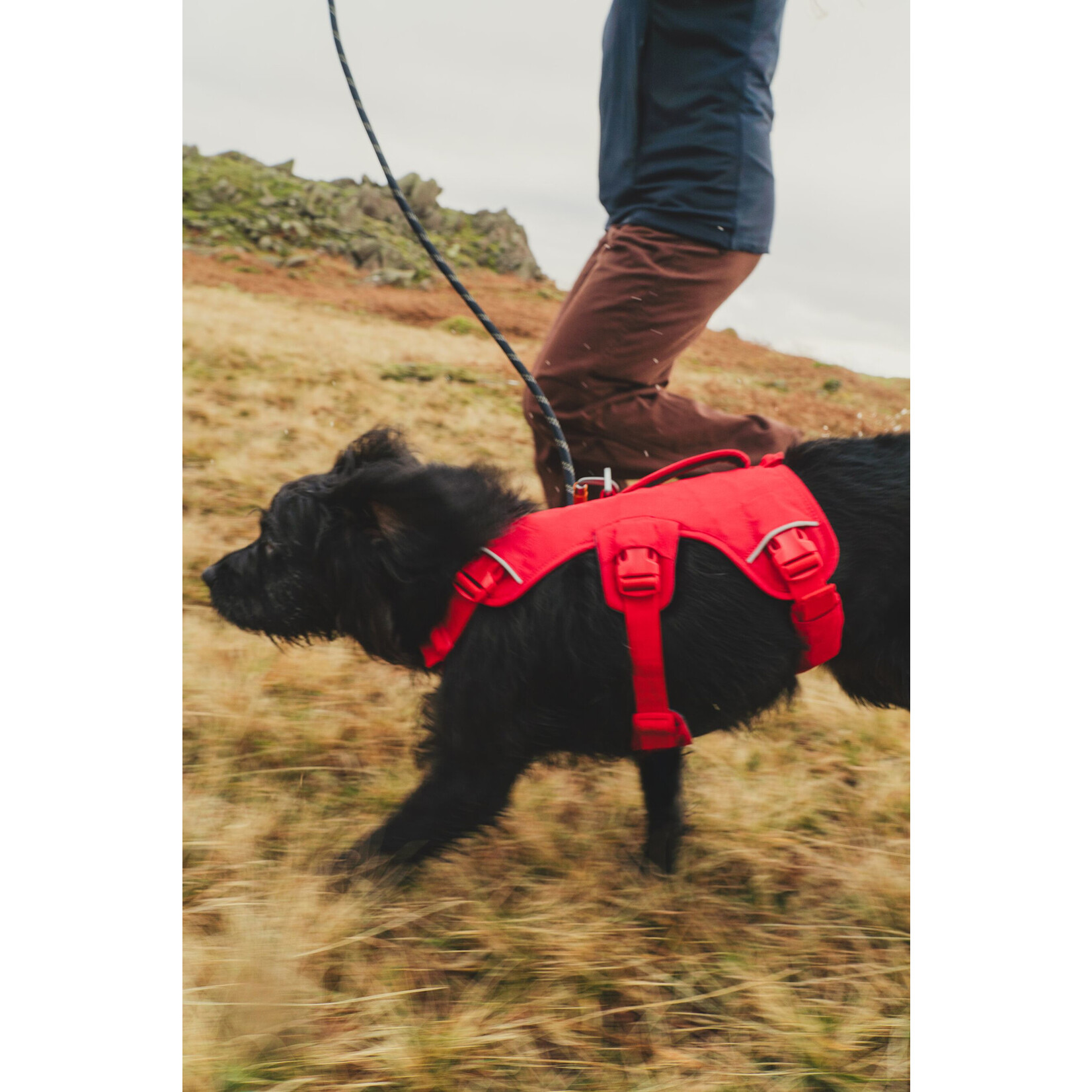 Ruffwear Web Master Dog Harness with Handle, Red Canyon