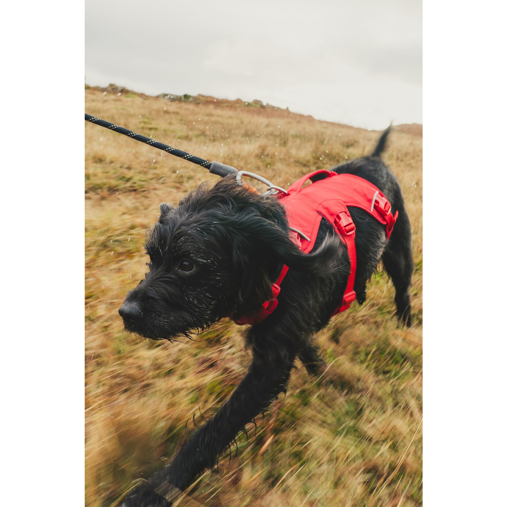 Ruffwear Web Master Dog Harness with Handle, Red Canyon