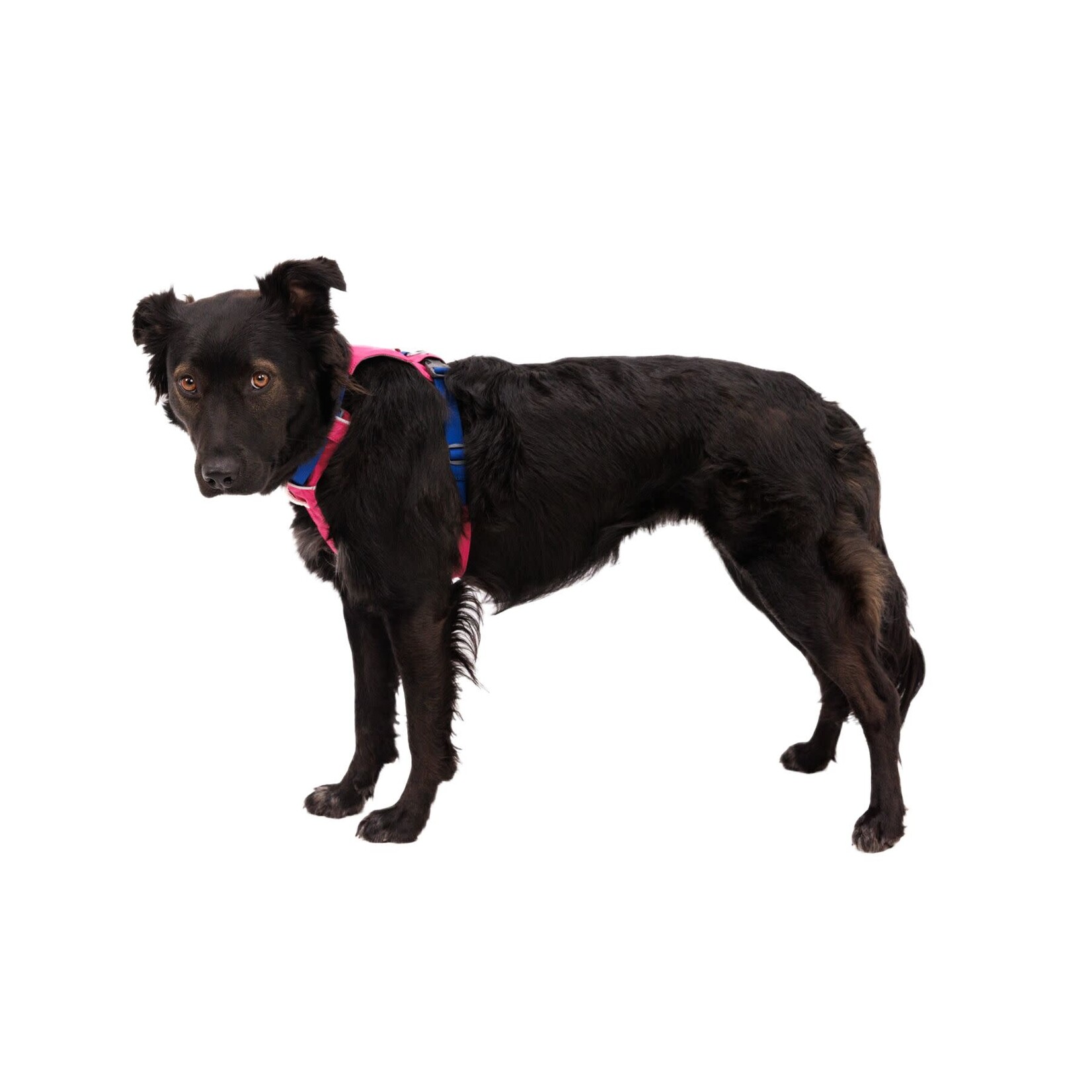 Ruffwear Hi & Light Lightweight Dog Harness, Alpenglow Pink