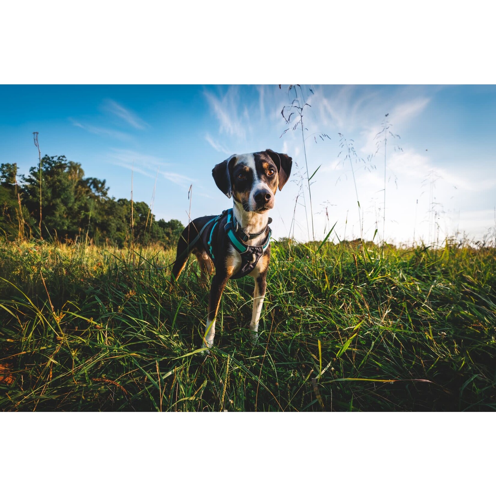 Ruffwear Hi & Light Lightweight Dog Harness, Basalt Gray