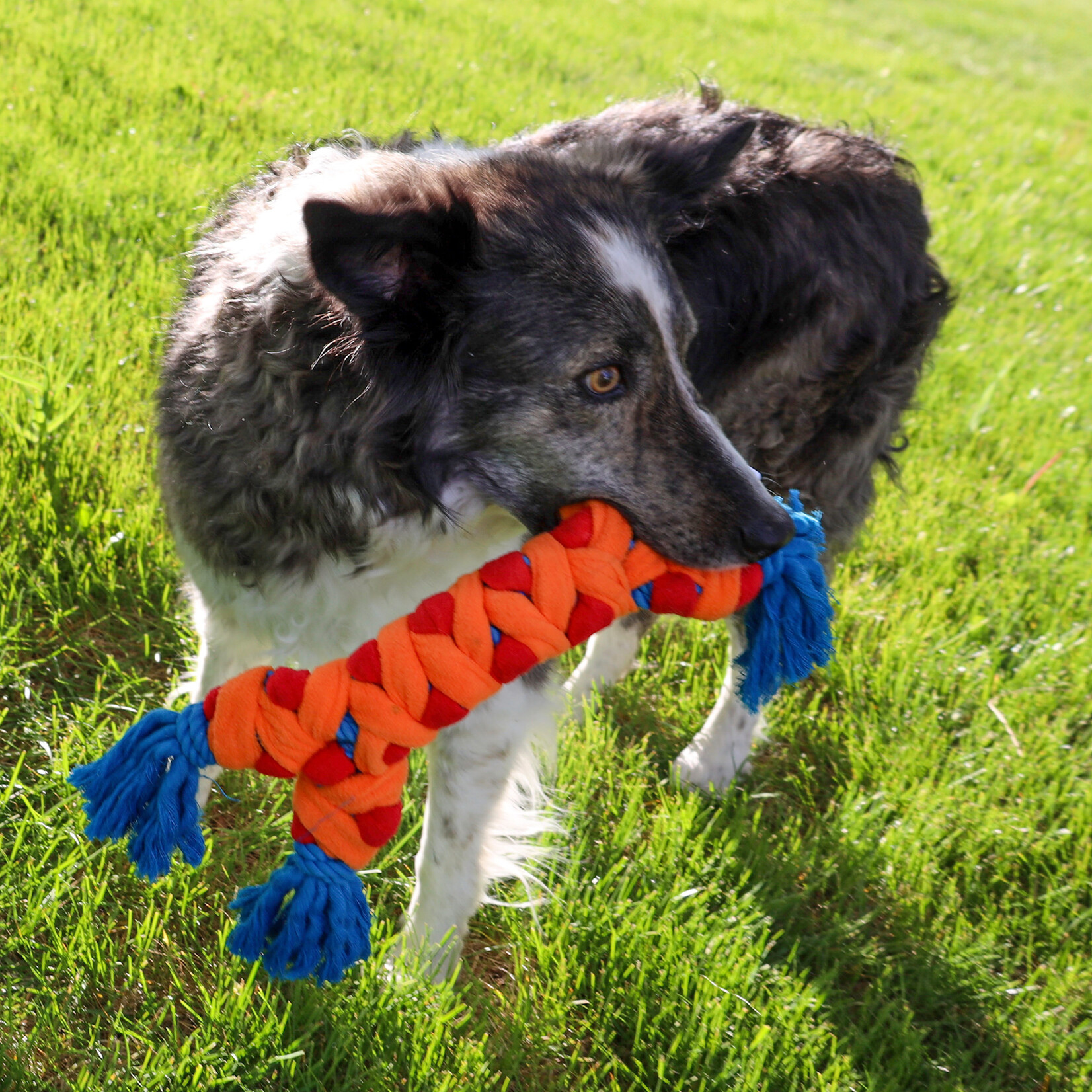 KONG Rope Rally Bone Tug Dog Toy
