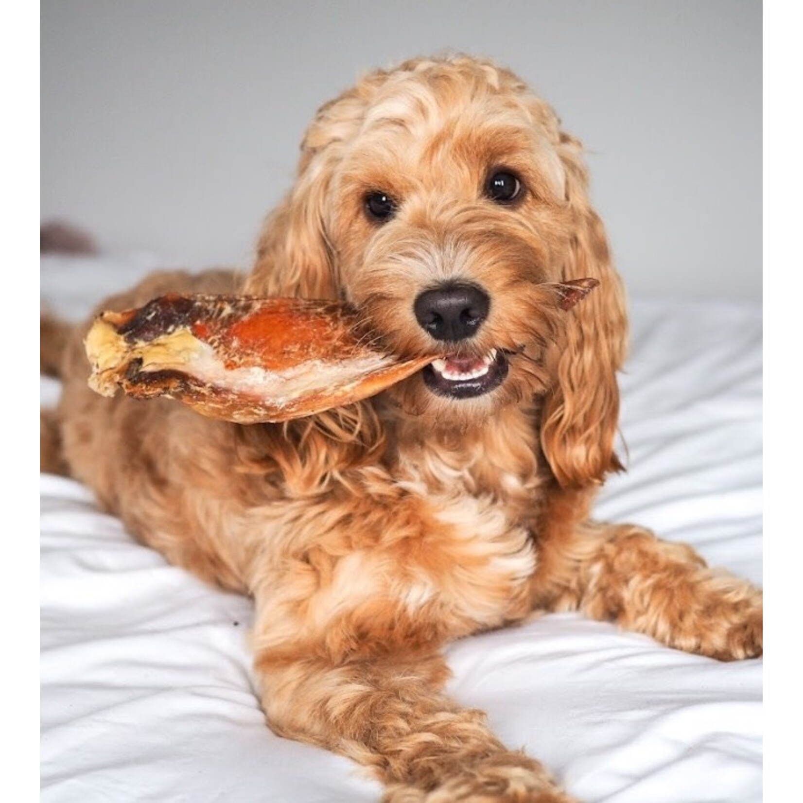 Anco Moon Bone Beef Cartilage Dog Chew