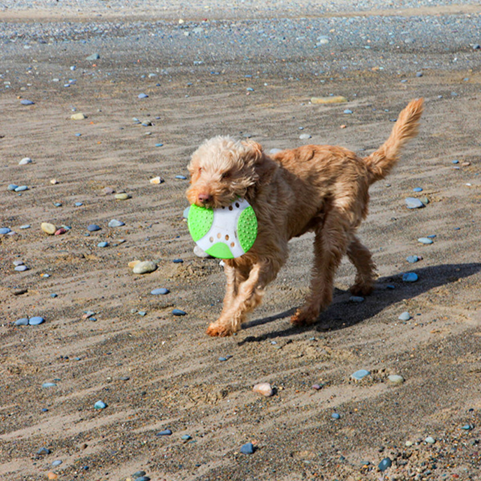 Rosewood Throw n Go Dental Saucer Tough Dog Toy