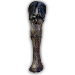 Anco Naturals Giant Cow Leg Dog Treats, 8 Pack