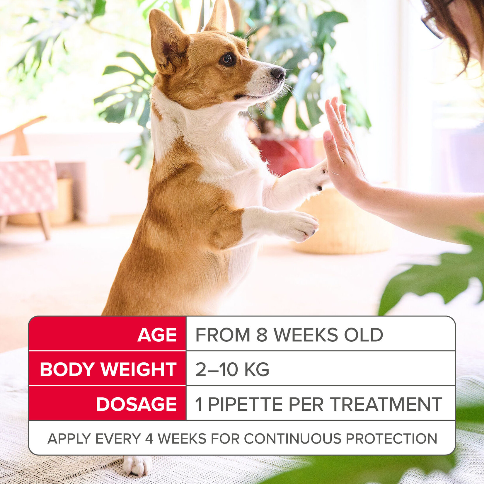 Beaphar FIPROtec Flea & Tick Spot On Solution for Small Dogs