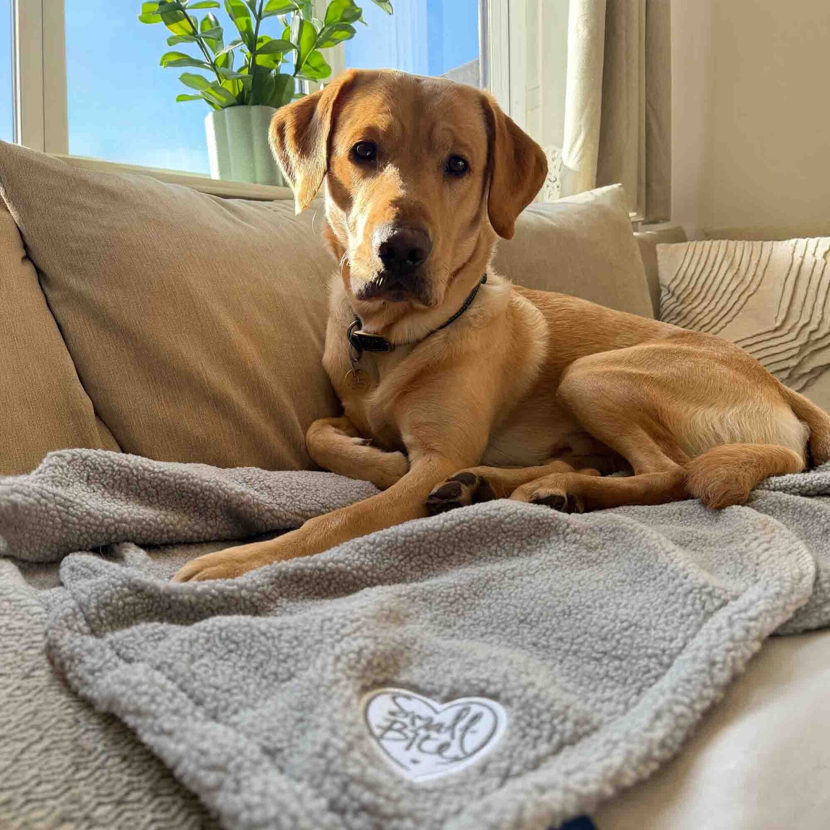 Ancol Small Bite Teddy Bear Pet Blanket