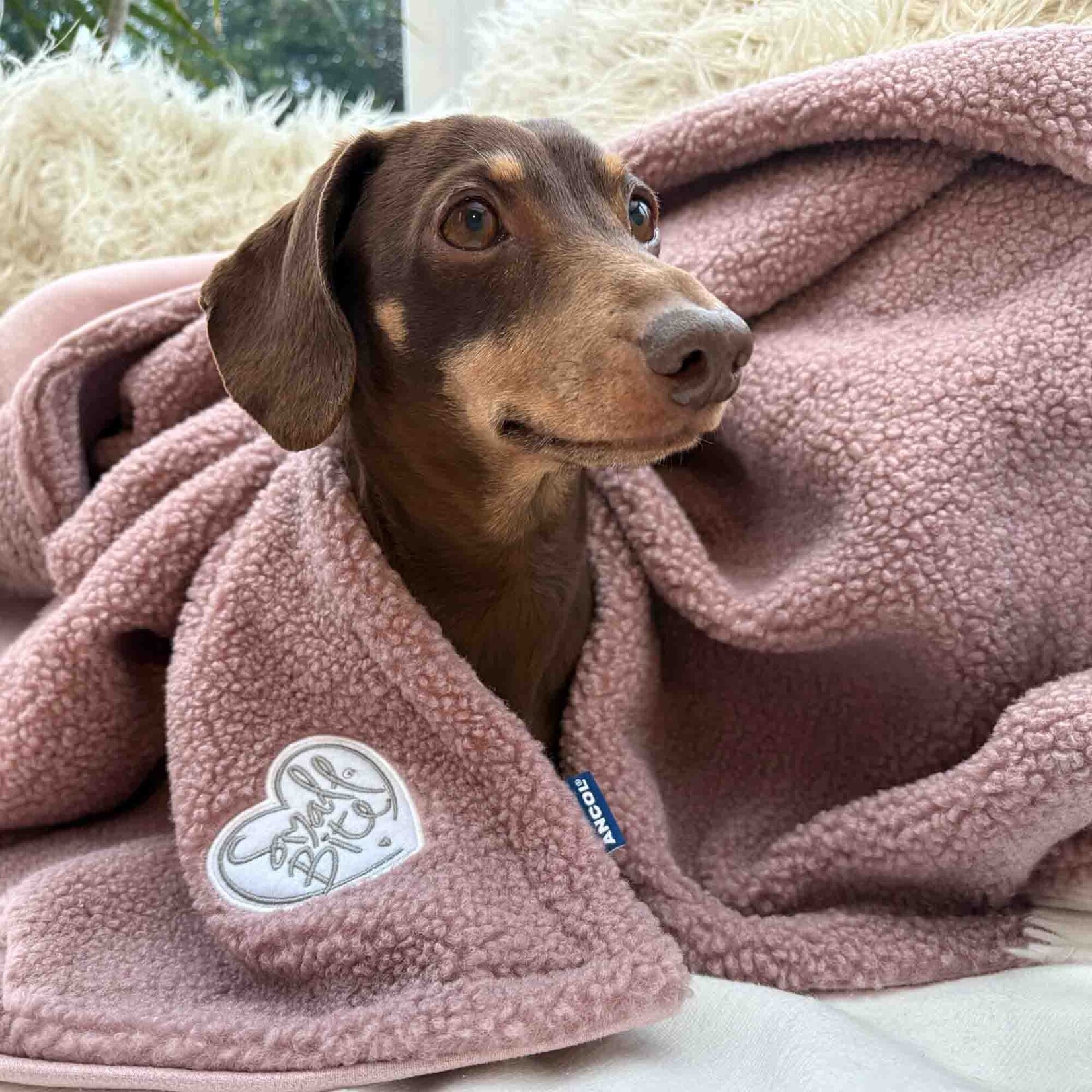 Ancol Small Bite Teddy Bear Pet Blanket