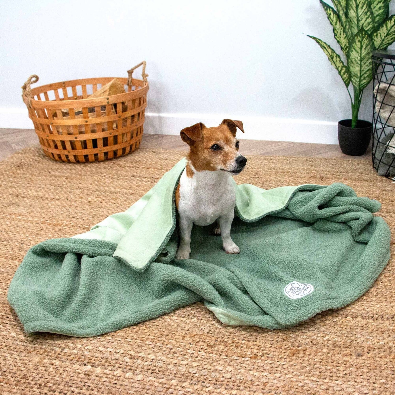 Ancol Small Bite Teddy Bear Pet Blanket