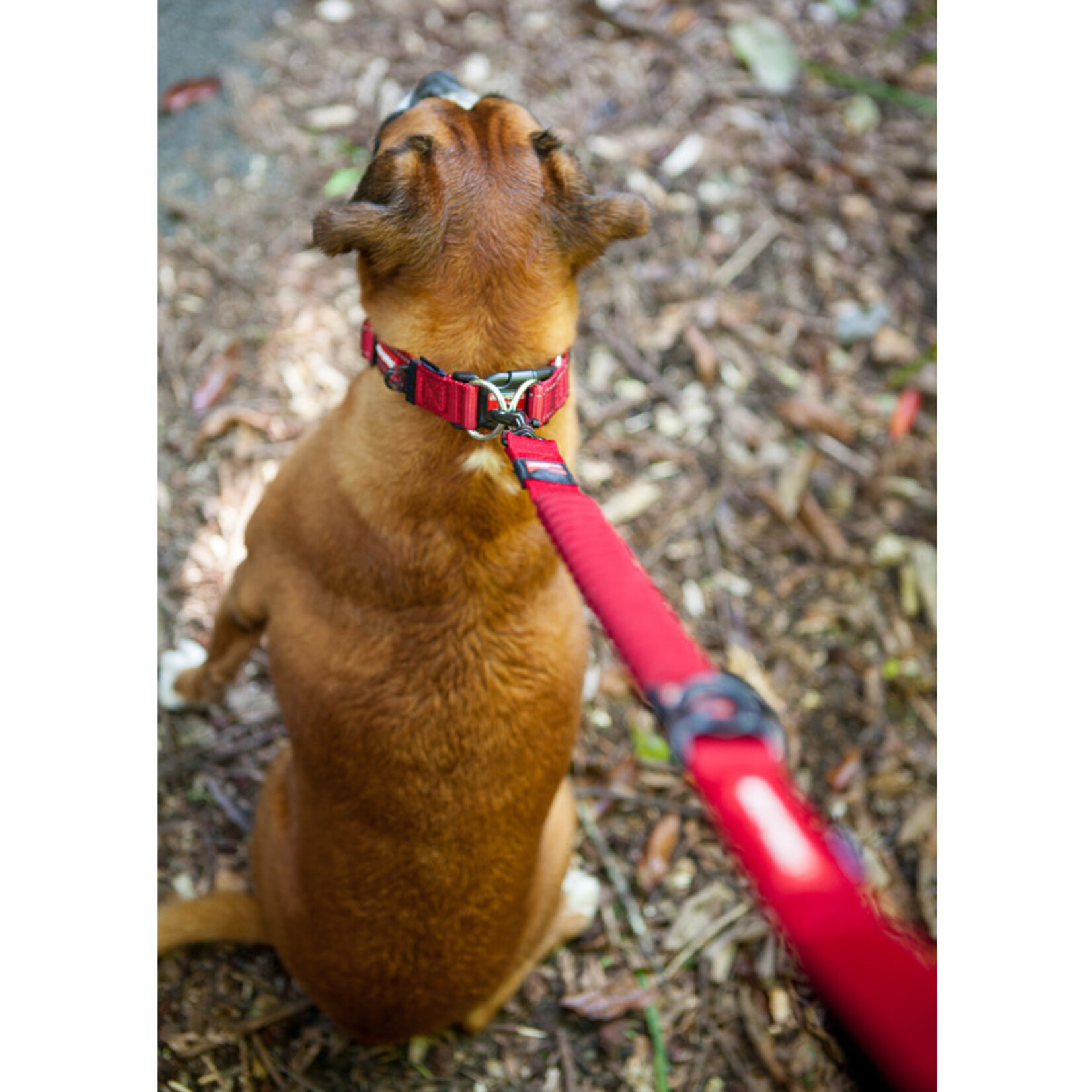 EzyDog Zero Shock Dog Lead 48, 120cm Blaze Orange