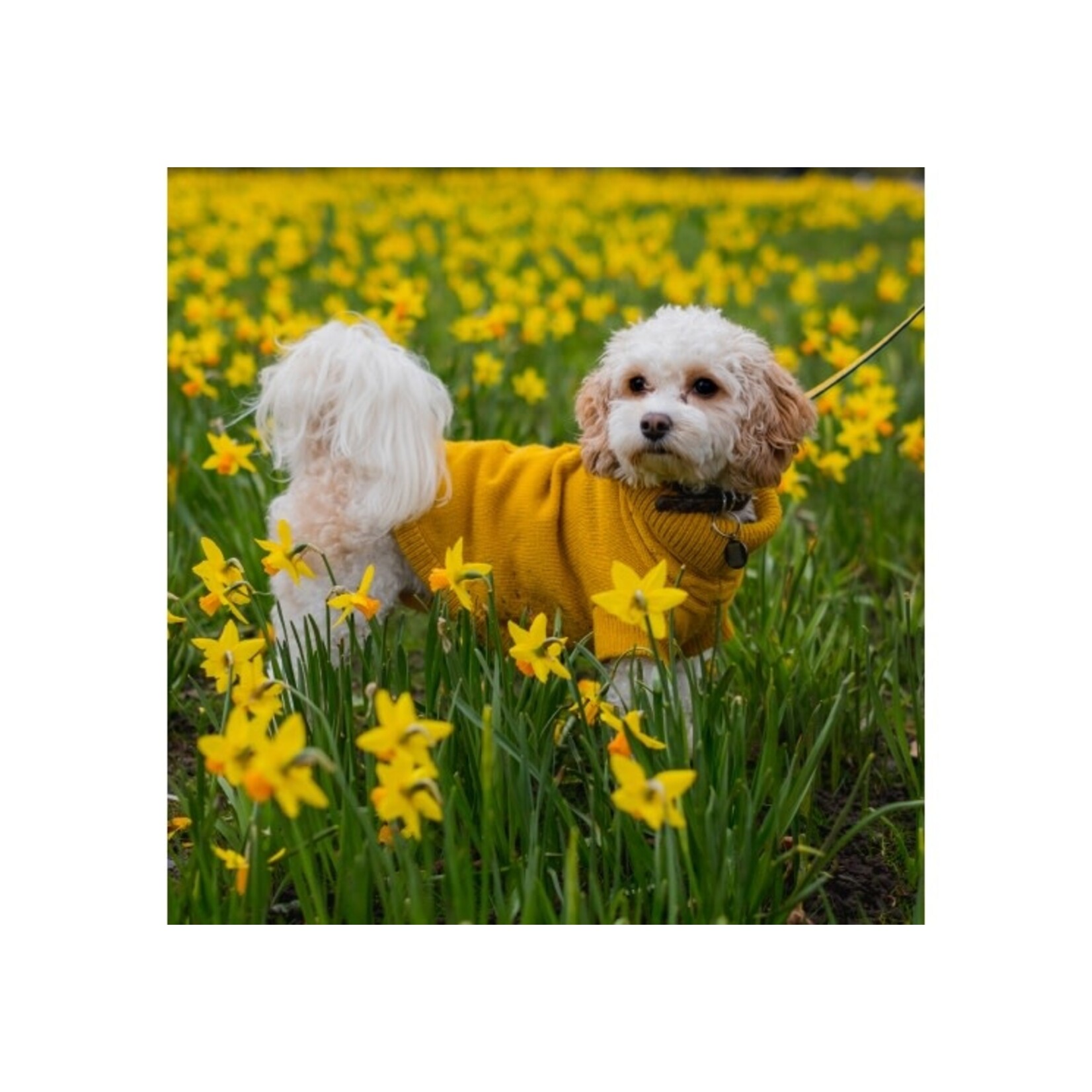 Ancol Cable Knit Dog Jumper, Mustard Yellow