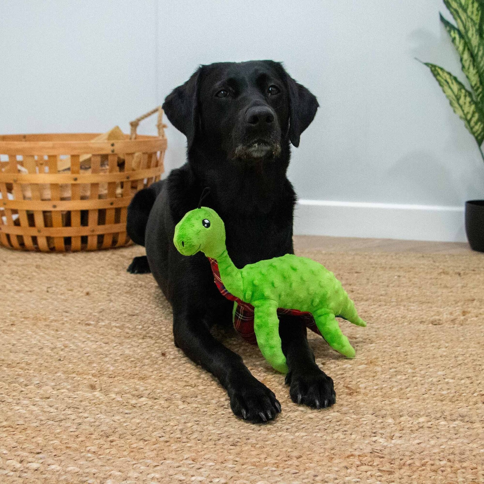 Ancol Cuddle Lottie Loch Ness Monster Squeaky Plush Dog Toy