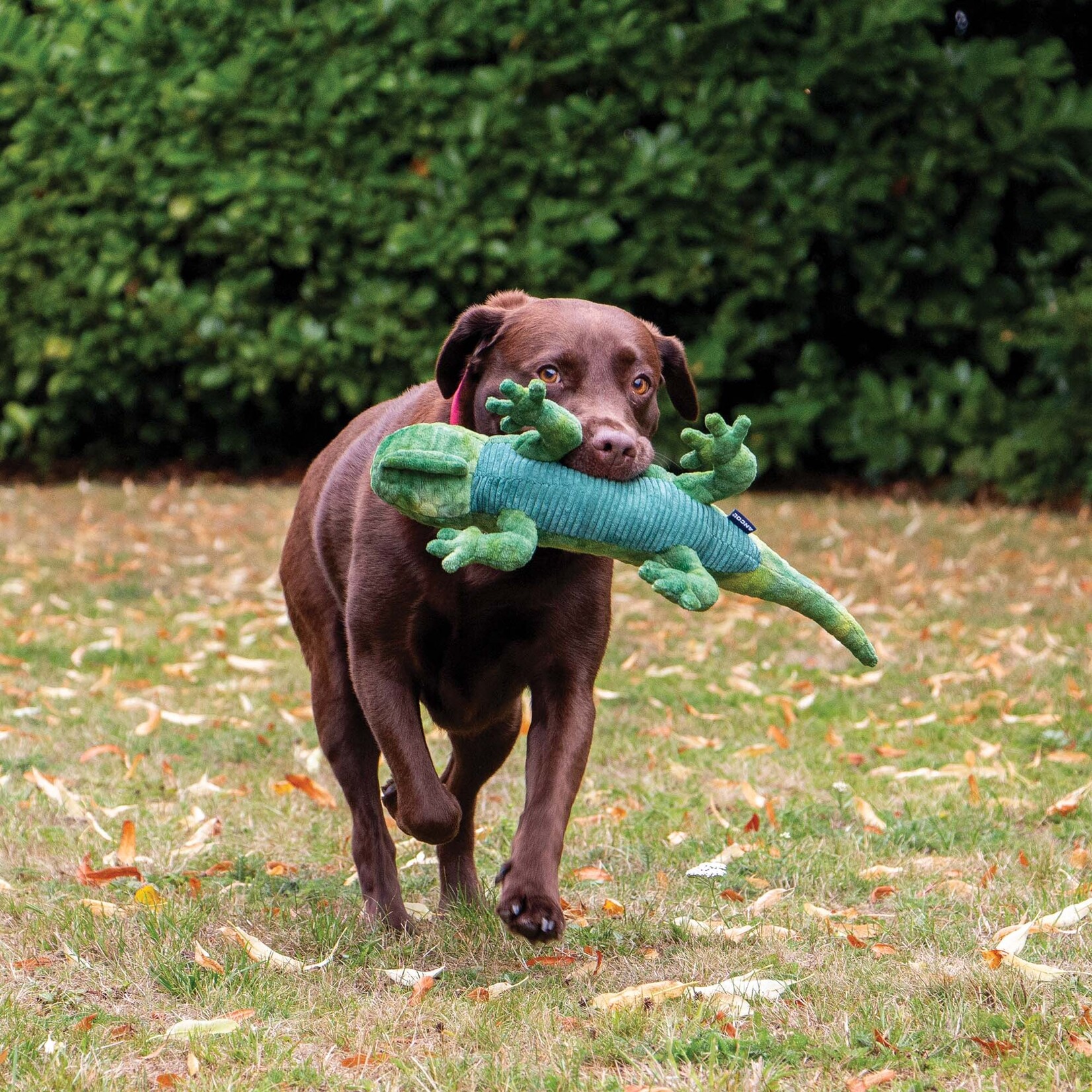 Ancol Cuddle Lizard Squeaky Plush Dog Toy