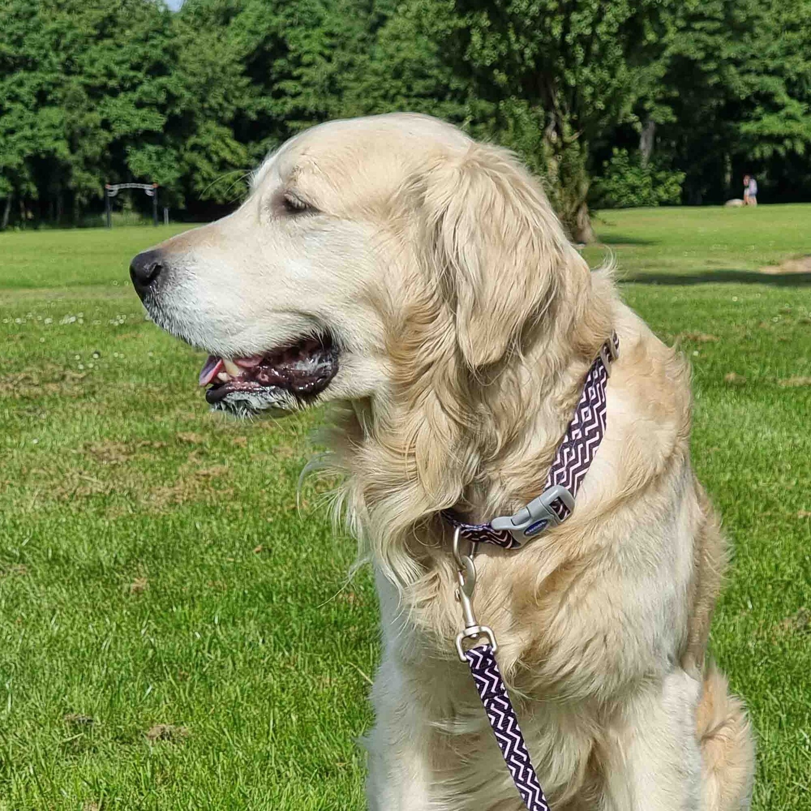 Ancol Adjustable Dog Collar Made from Recycled Materials, Soho Zigzag