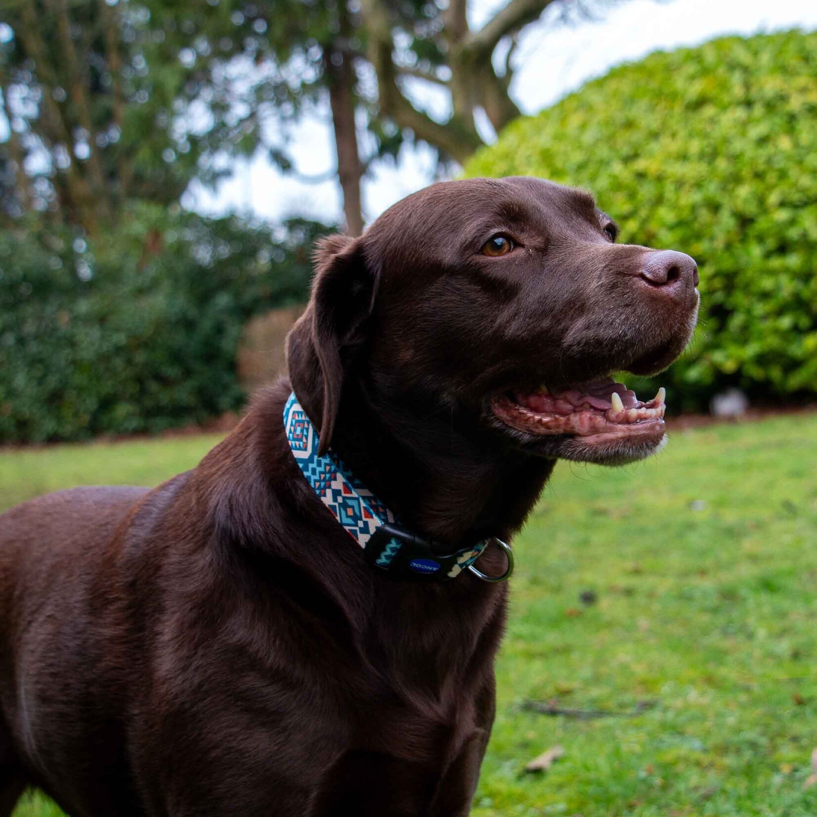 Ancol Adjustable Dog Collar Made from Recycled Materials, Soho Aztec Blue