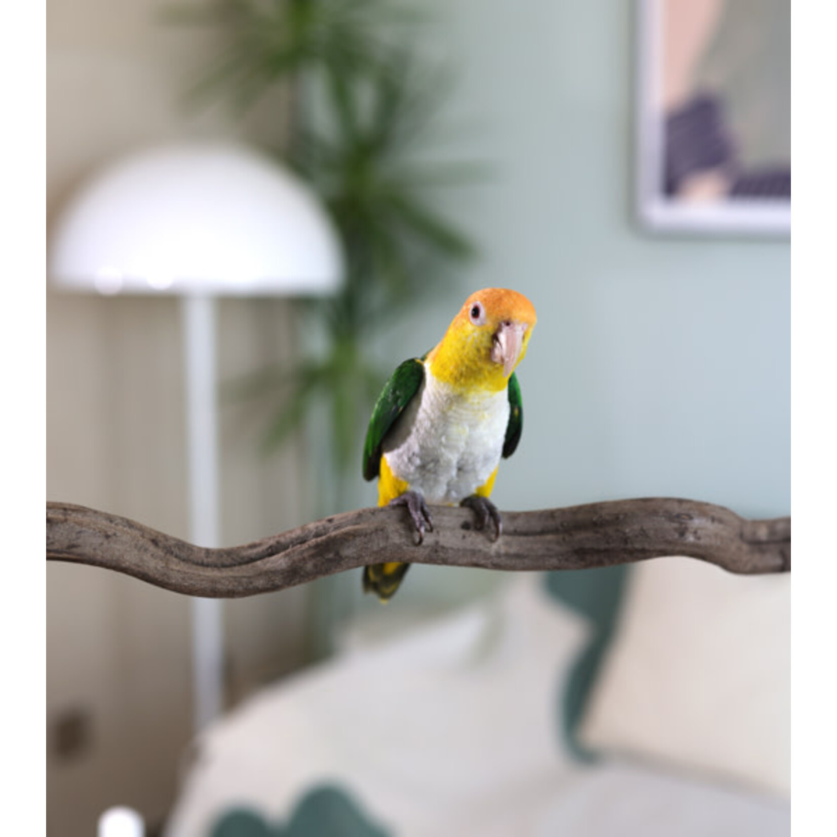 Rosewood Naturals Snakewood Bird Perch