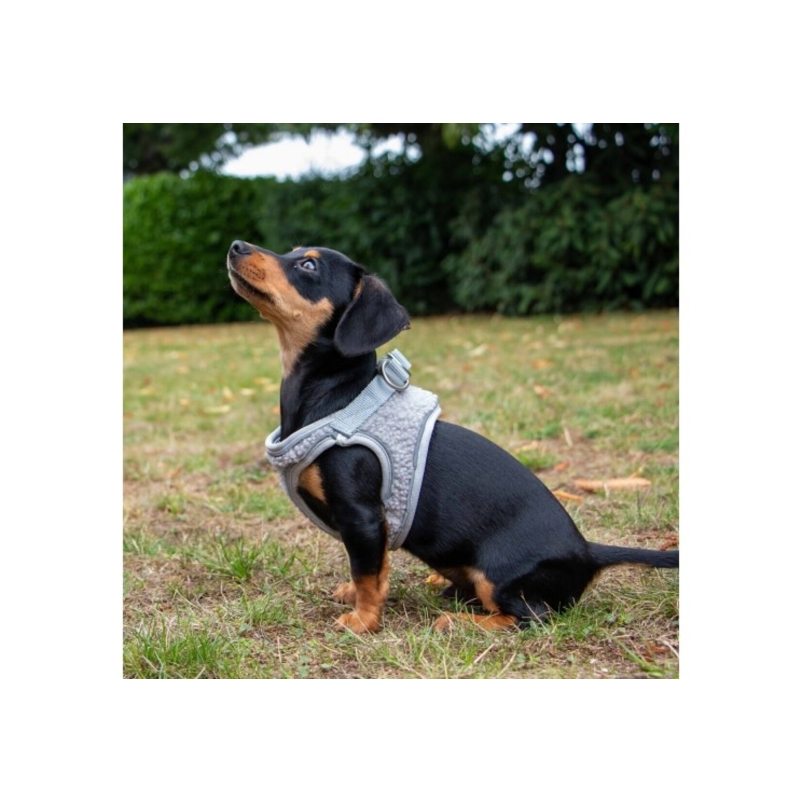 Ancol Small Bite Teddy Bear Dog Harness