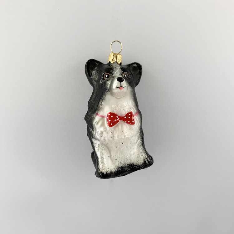 corgi with a bow tie