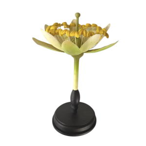 Botanisch model Brendel Lindenbloesem