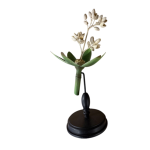 Botanisch model – Brendel Wonderboom (Ricinus communis)