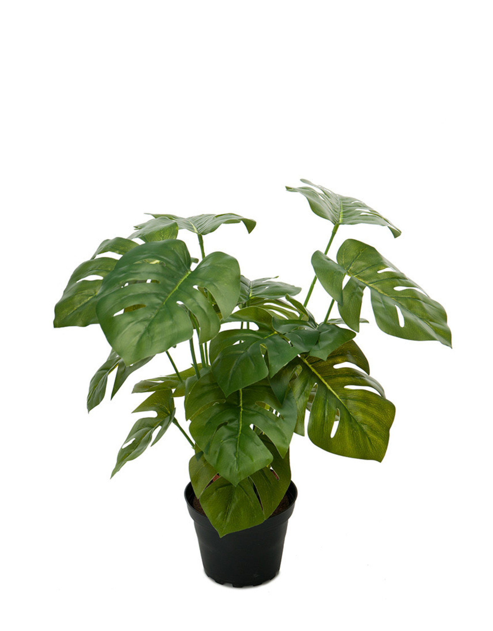 Mr Plant - Monstera plant