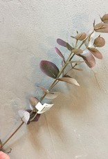 Mr Plant - Eucalyptus paars klein