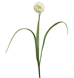 Mr Plant - Allium white