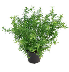 Mr-Plant - Asparagus
