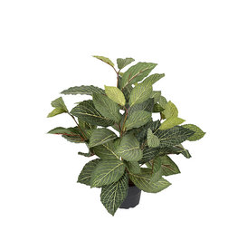 Mr Plant - Fittonia