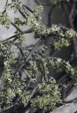 House Doctor Krans- Wreath Wild moss nature