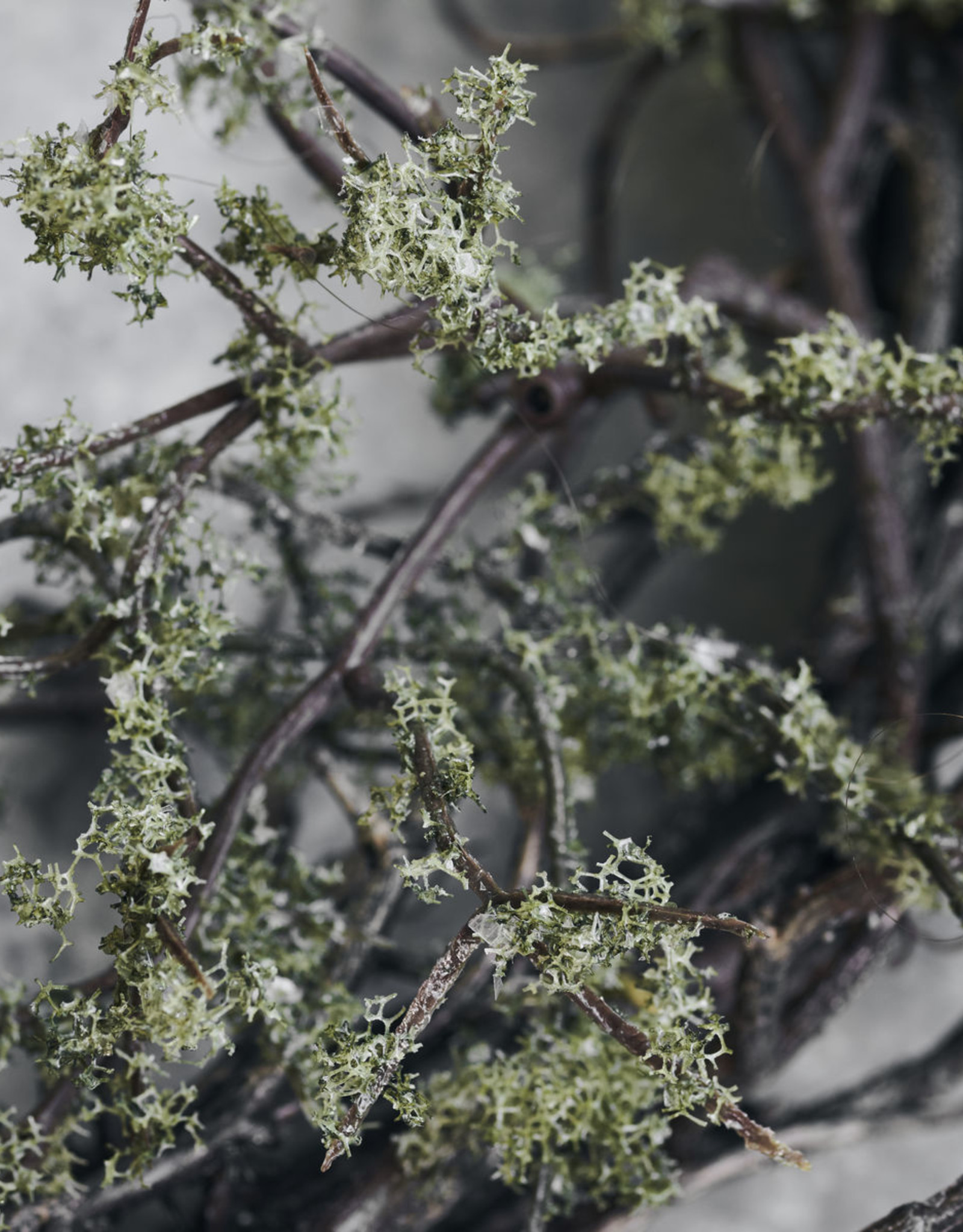 House Doctor Krans- Wreath Wild moss nature