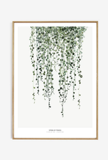 My Deer Art Shop String of pearls - 30x40
