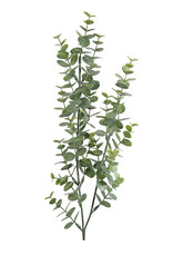 Mr Plant - Eucalyptus groen