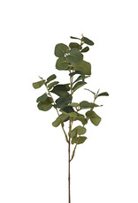 Mr Plant - Eucalyptus med bar