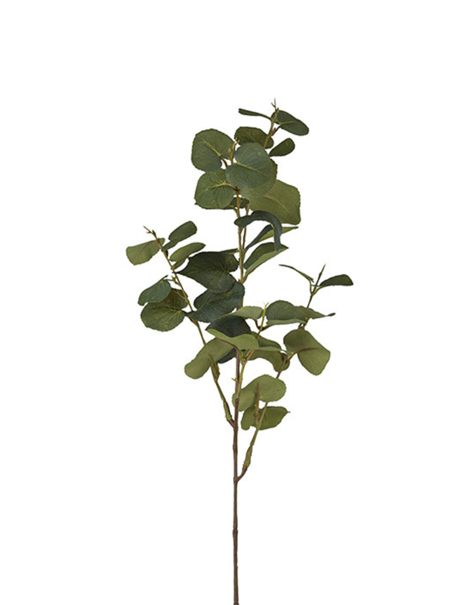 Mr Plant - Eucalyptus med bar