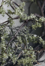 House Doctor Krans- Wreath Wild moss nature