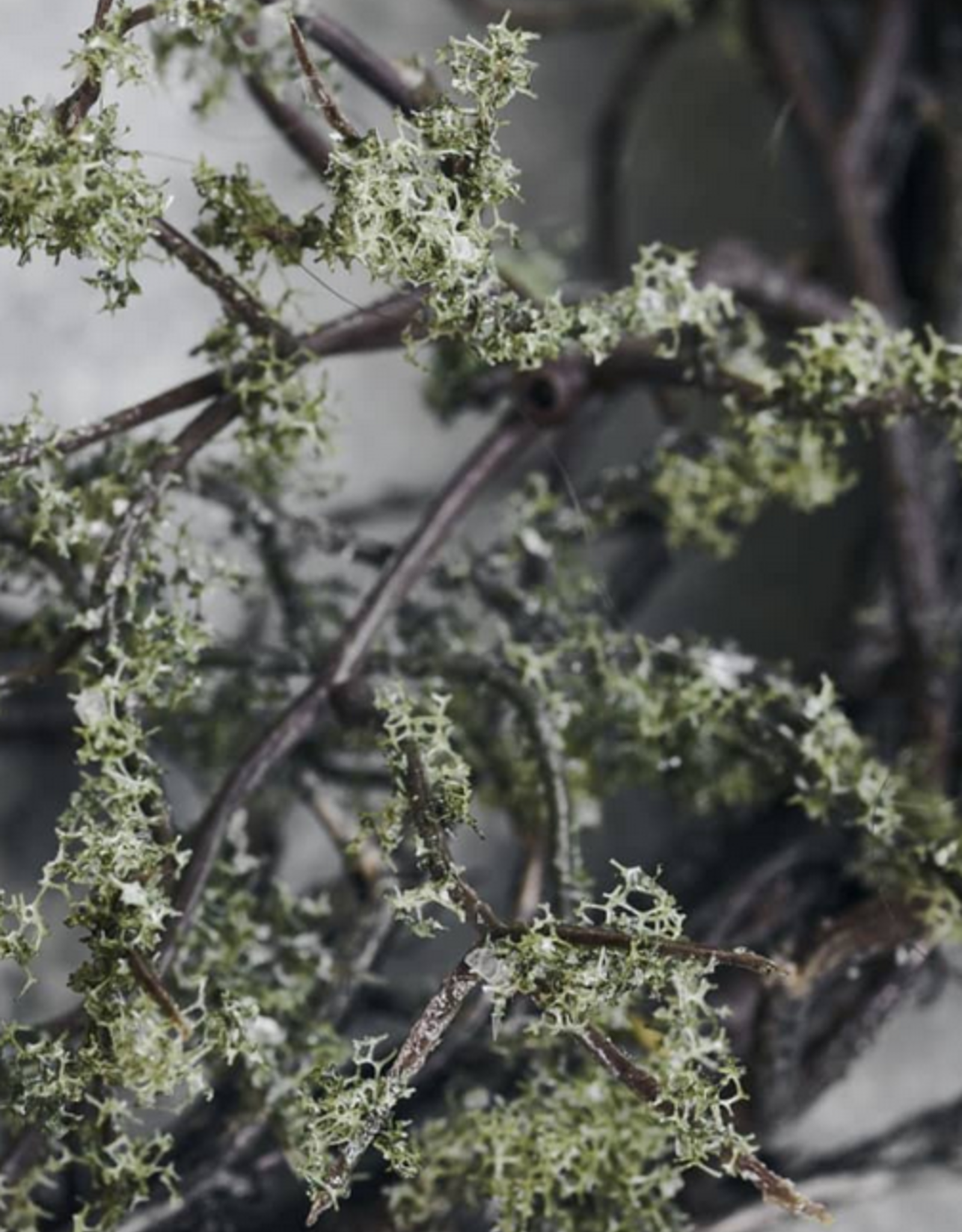 House Doctor Krans- Wreath Wild moss nature