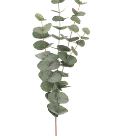 Mr Plant - Eucalyptus 3 tak