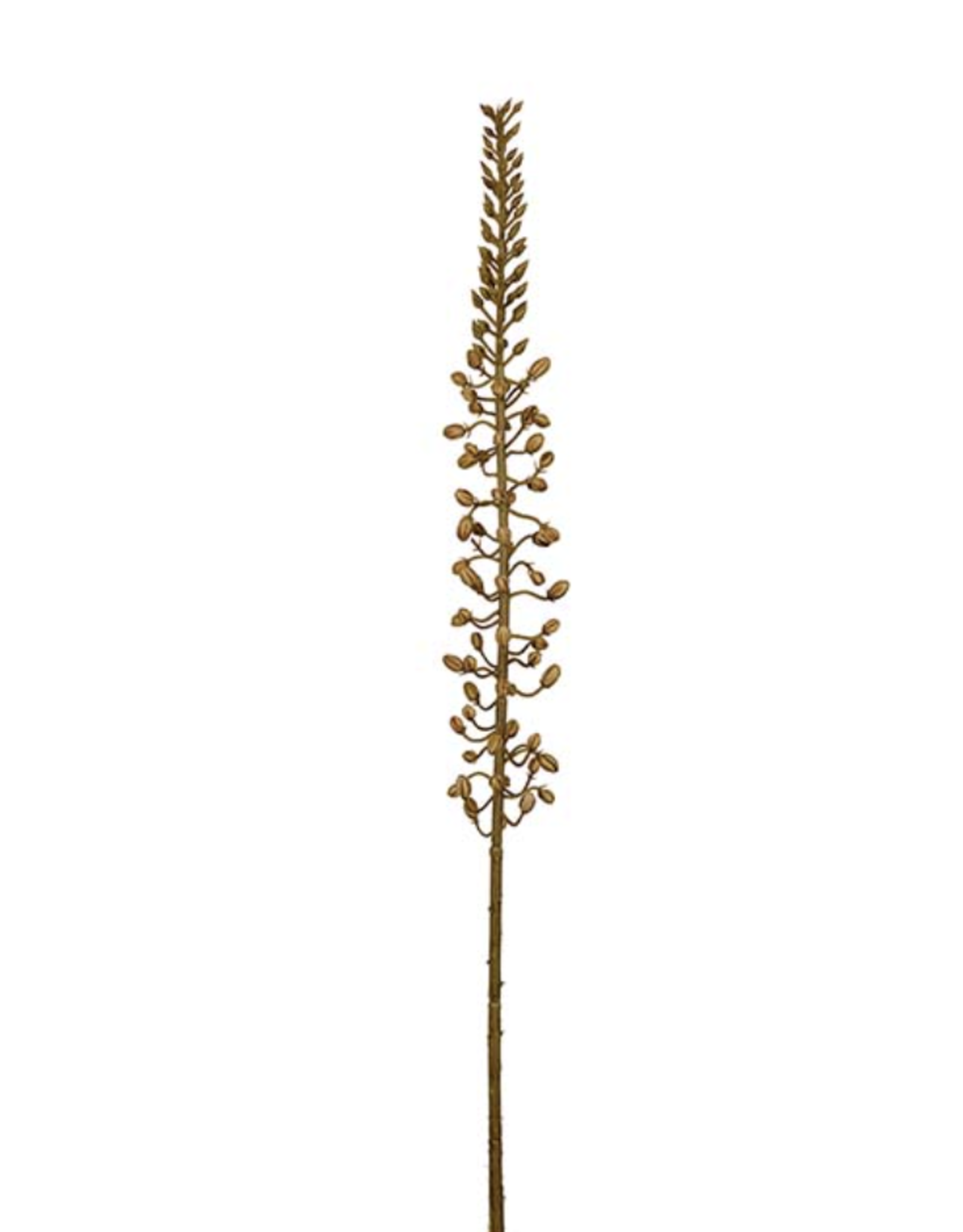 Eremurus