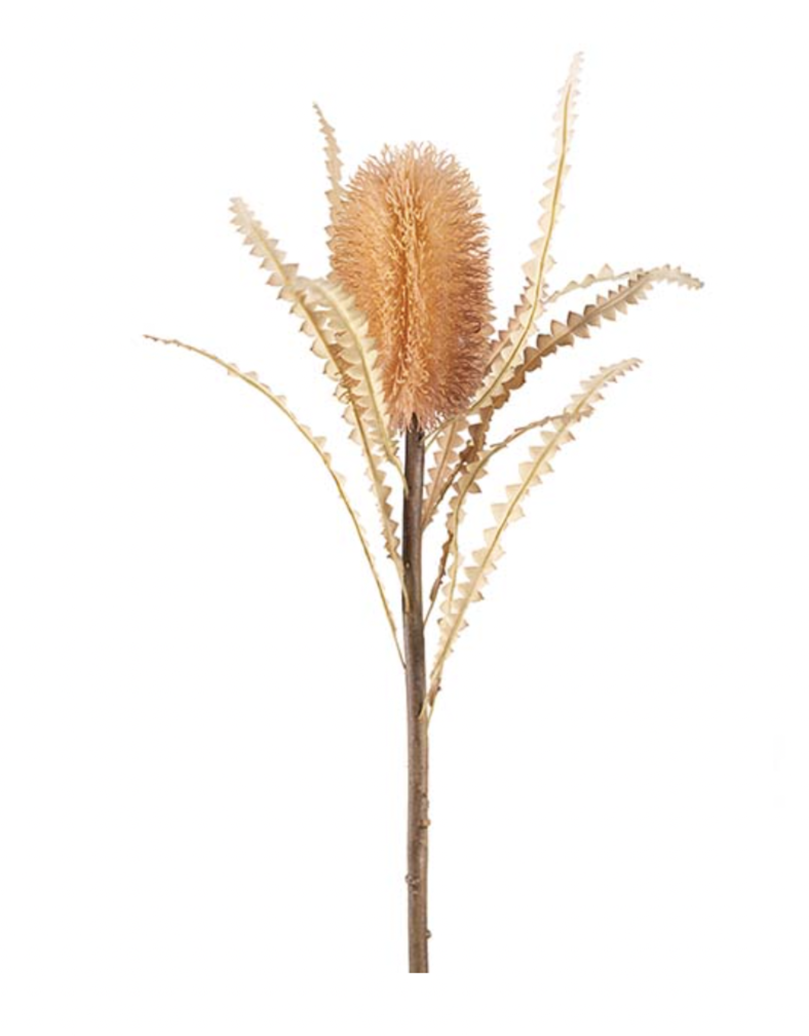 Mr Plant - Protea