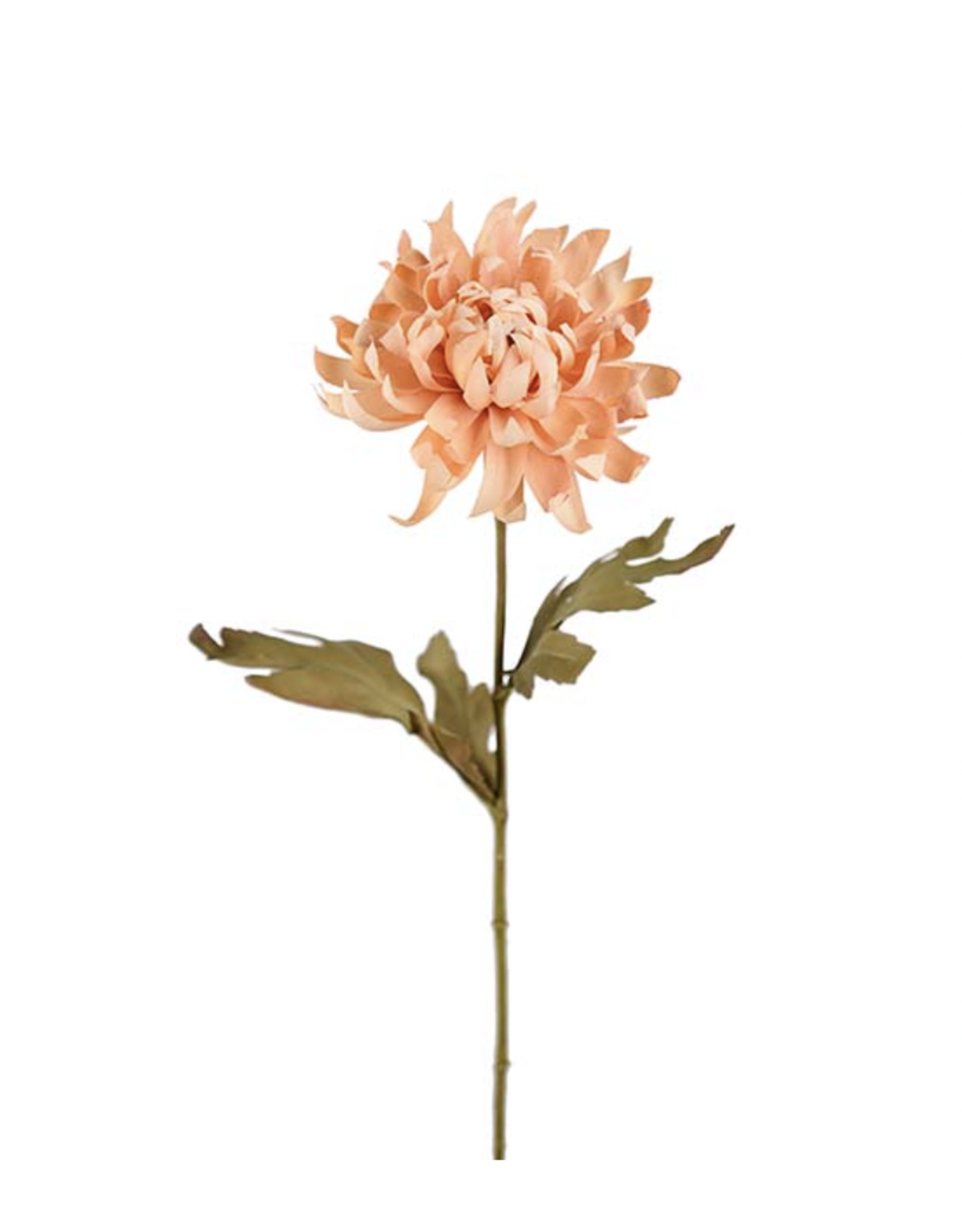 Mr Plant - Chrysanthemum