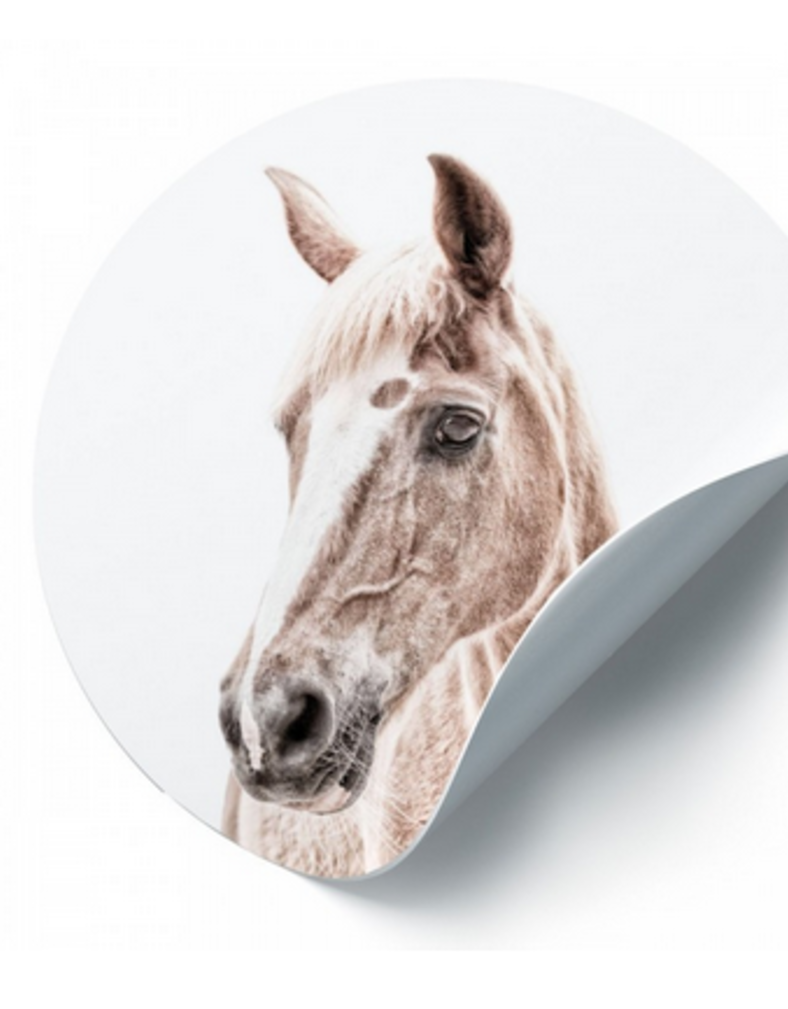 Groovy Magnets Magneetsticker paard