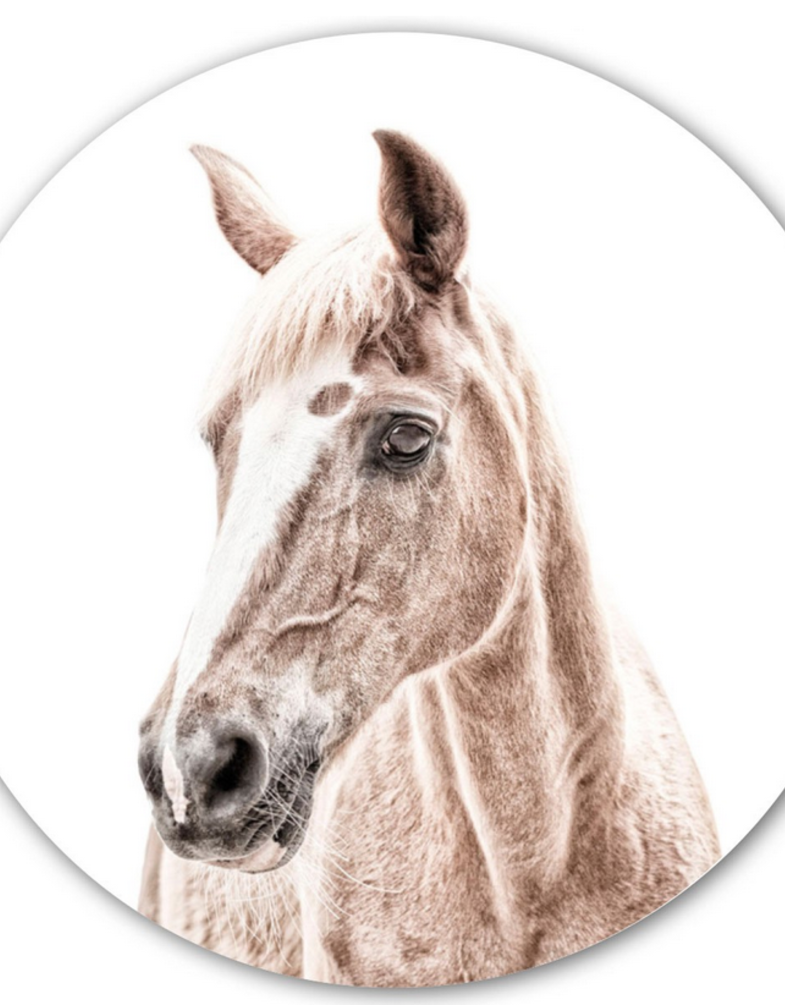 Groovy Magnets Magneetsticker paard